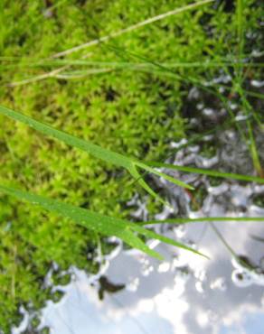 Fotografia 1 da espécie Sagittaria engelmanniana no Jardim Botânico UTAD