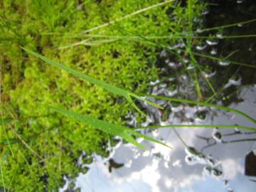 Fotografia da espécie Sagittaria engelmanniana