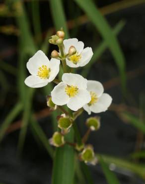 Fotografia 3 da espécie Sagittaria engelmanniana no Jardim Botânico UTAD