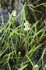 Fotografia da espécie Sagittaria engelmanniana