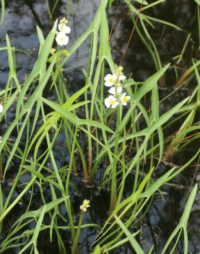 Fotografia 4 da espécie Sagittaria engelmanniana no Jardim Botânico UTAD