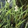 Fotografia 4 da espécie Sagittaria engelmanniana do Jardim Botânico UTAD