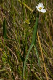 Fotografia da espécie Sagittaria engelmanniana