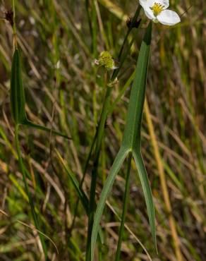 Fotografia 5 da espécie Sagittaria engelmanniana no Jardim Botânico UTAD