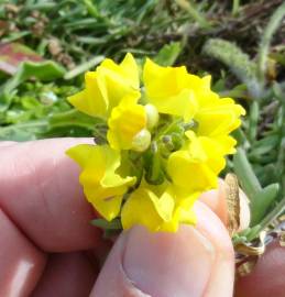 Fotografia da espécie Linaria polygalifolia subesp. polygalifolia