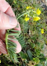 Fotografia da espécie Linaria polygalifolia subesp. polygalifolia