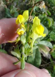 Fotografia da espécie Linaria polygalifolia subesp. polygalifolia