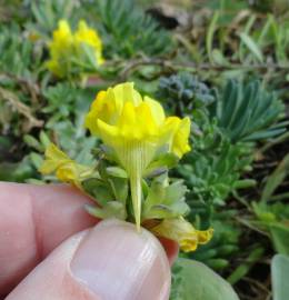 Fotografia da espécie Linaria polygalifolia subesp. polygalifolia