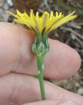 Fotografia 8 da espécie Reichardia picroides no Jardim Botânico UTAD