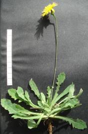 Fotografia da espécie Reichardia picroides