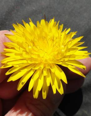 Fotografia 11 da espécie Reichardia picroides no Jardim Botânico UTAD