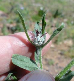 Fotografia da espécie Centaurea melitensis