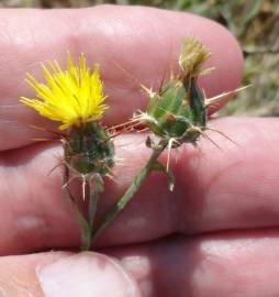 Fotografia da espécie Centaurea melitensis