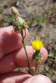 Fotografia da espécie Centaurea melitensis