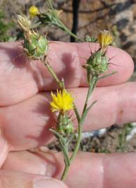 Fotografia da espécie Centaurea melitensis