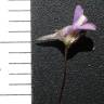 Fotografia 1 da espécie Kickxia cirrhosa do Jardim Botânico UTAD