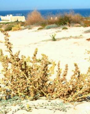 Fotografia 16 da espécie Salsola kali no Jardim Botânico UTAD