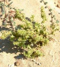 Fotografia da espécie Salsola kali