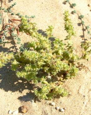 Fotografia 17 da espécie Salsola kali no Jardim Botânico UTAD