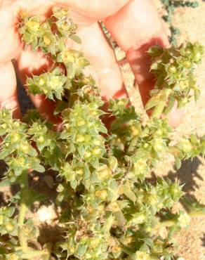 Fotografia 19 da espécie Salsola kali no Jardim Botânico UTAD