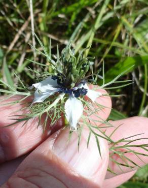 Fotografia 16 da espécie Nigella damascena no Jardim Botânico UTAD