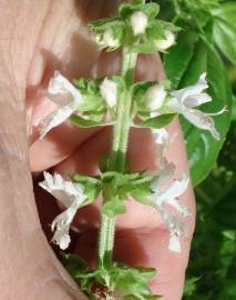 Fotografia da espécie Ocimum basilicum