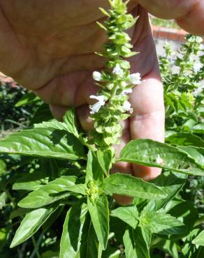 Fotografia 9 da espécie Ocimum basilicum no Jardim Botânico UTAD