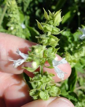 Fotografia 10 da espécie Ocimum basilicum no Jardim Botânico UTAD