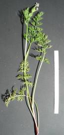 Fotografia da espécie Scandix pecten-veneris
