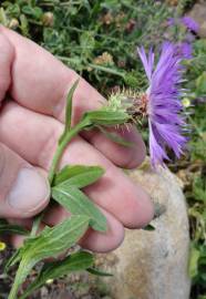 Fotografia da espécie Centaurea sphaerocephala subesp. lusitanica