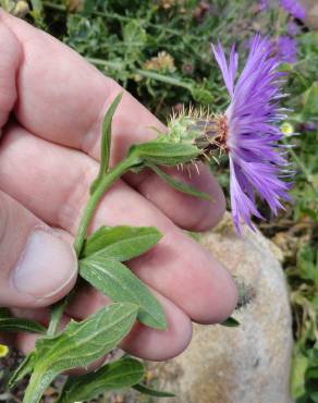 Fotografia 2 da espécie Centaurea sphaerocephala subesp. lusitanica no Jardim Botânico UTAD