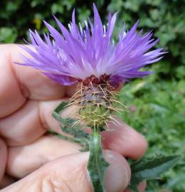 Fotografia da espécie Centaurea sphaerocephala subesp. lusitanica