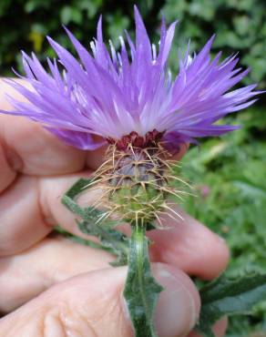 Fotografia 3 da espécie Centaurea sphaerocephala subesp. lusitanica no Jardim Botânico UTAD