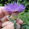 Fotografia 3 da espécie Centaurea sphaerocephala subesp. lusitanica do Jardim Botânico UTAD