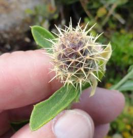 Fotografia da espécie Centaurea sphaerocephala subesp. lusitanica