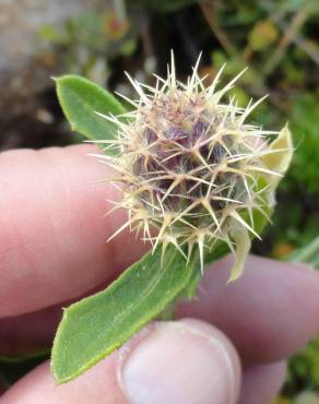 Fotografia 5 da espécie Centaurea sphaerocephala subesp. lusitanica no Jardim Botânico UTAD