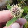 Fotografia 5 da espécie Centaurea sphaerocephala subesp. lusitanica do Jardim Botânico UTAD