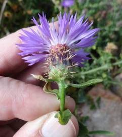 Fotografia da espécie Centaurea sphaerocephala subesp. lusitanica