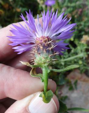 Fotografia 6 da espécie Centaurea sphaerocephala subesp. lusitanica no Jardim Botânico UTAD