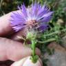 Fotografia 6 da espécie Centaurea sphaerocephala subesp. lusitanica do Jardim Botânico UTAD