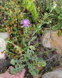 Fotografia da espécie Centaurea sphaerocephala subesp. lusitanica