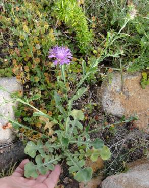 Fotografia 7 da espécie Centaurea sphaerocephala subesp. lusitanica no Jardim Botânico UTAD