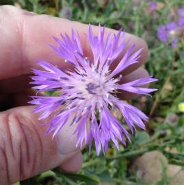 Fotografia da espécie Centaurea sphaerocephala subesp. lusitanica