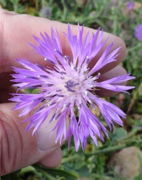 Fotografia 1 da espécie Centaurea sphaerocephala subesp. lusitanica no Jardim Botânico UTAD