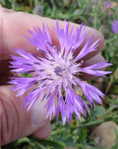 Fotografia de capa Centaurea sphaerocephala subesp. lusitanica - do Jardim Botânico