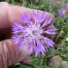 Fotografia 1 da espécie Centaurea sphaerocephala subesp. lusitanica do Jardim Botânico UTAD