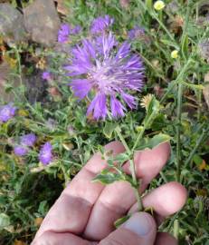 Fotografia da espécie Centaurea sphaerocephala subesp. lusitanica