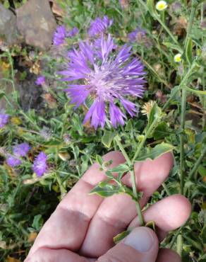 Fotografia 8 da espécie Centaurea sphaerocephala subesp. lusitanica no Jardim Botânico UTAD