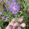 Fotografia 8 da espécie Centaurea sphaerocephala subesp. lusitanica do Jardim Botânico UTAD