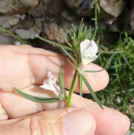 Fotografia da espécie Misopates orontium